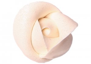 roza-srednia-biala
