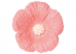 hibiskus-maly-rozowa