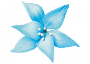 lilie-niebieskie
