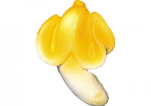 banan