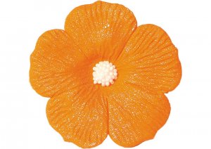 hibiskus-duzy-lososiowy